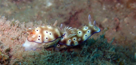 NUDIBRANCHE